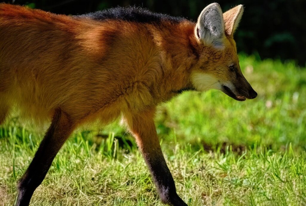 maned wolf, wild dog, canine-7527651.jpg